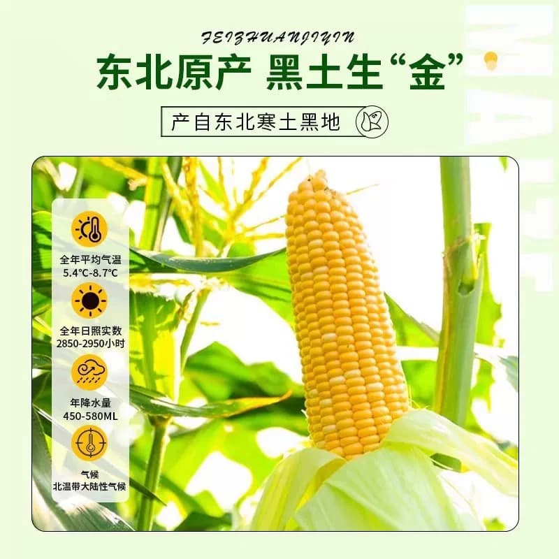 东北农家自种应季新货东北黄糯玉米棒10支黄金铝箔装低脂黄糯香甜 - 缩略图5