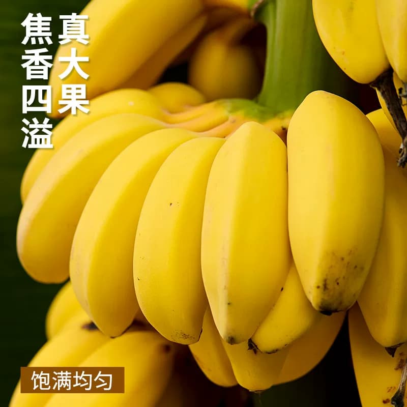 广西小米蕉当季新鲜水果自然熟小香蕉非芭蕉皇帝蕉整箱现摘大果 - 缩略图3