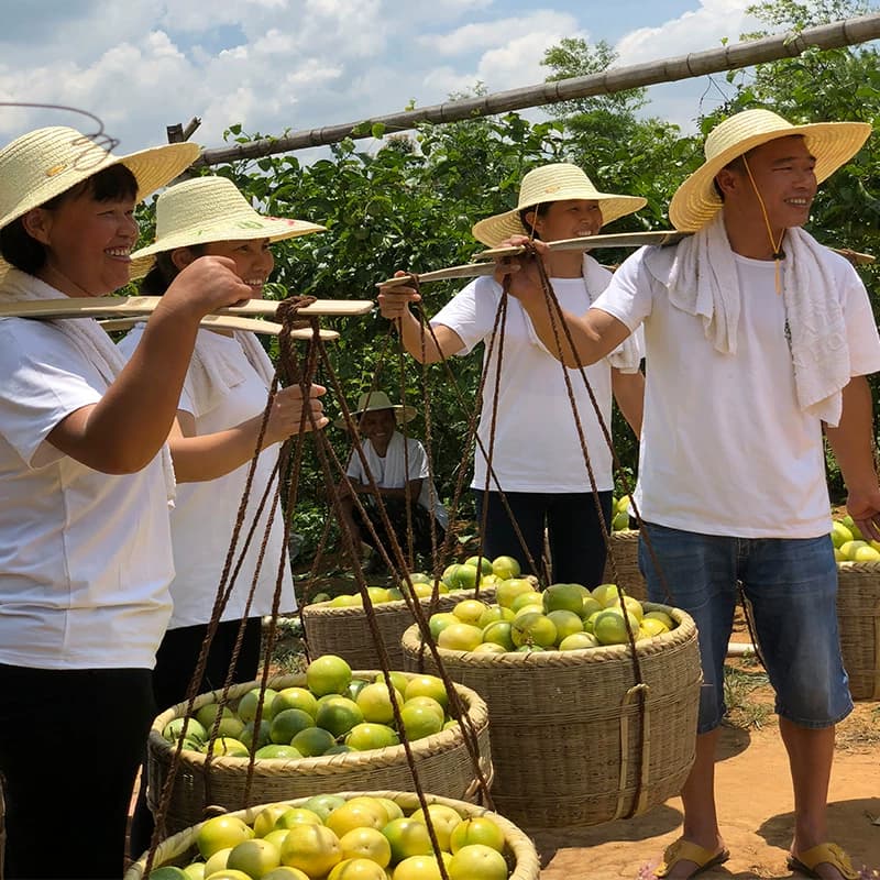 【芭芭农场兑换专享】黄金百香果10粒60g+ - 缩略图5
