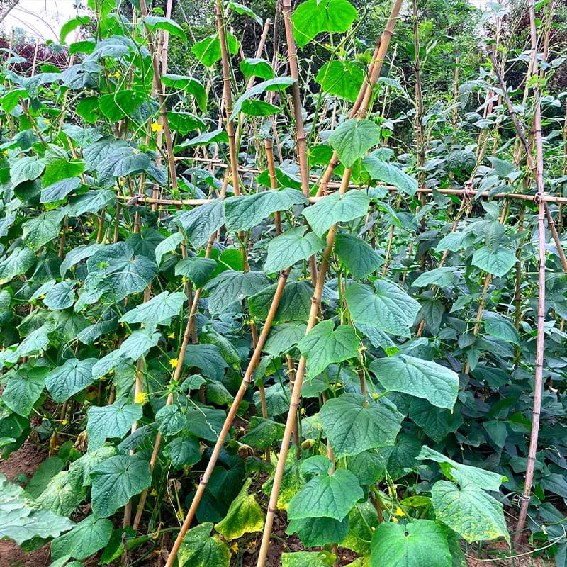 竹竿棍菜园爬藤架防腐粗细彩旗竹子杆蔬菜架架黄瓜豆角瘦竹竿庭院 - 缩略图4