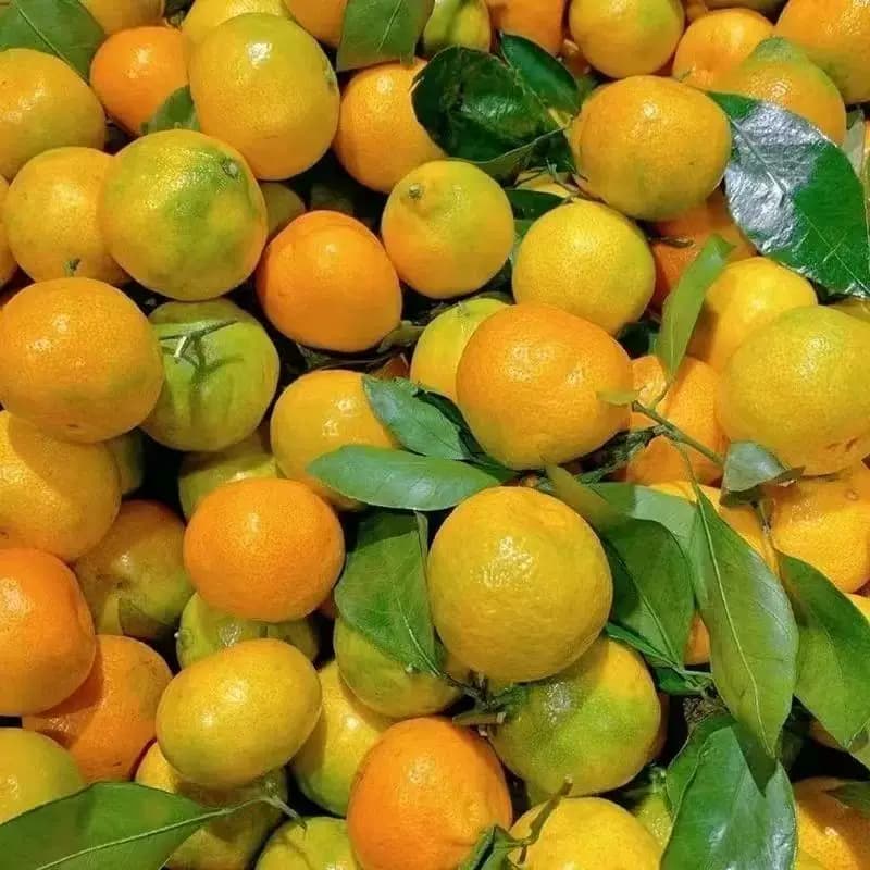 【芭芭农场兑换专享】黄皮蜜桔3斤单果60mm+ - 缩略图3