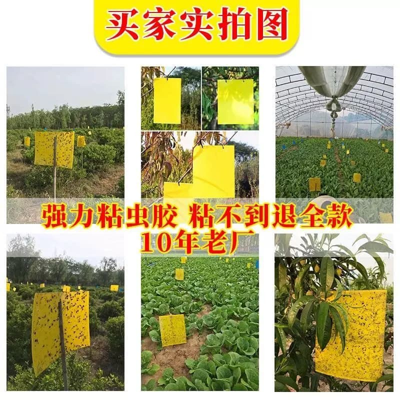 黄板双面粘虫板大棚专用小黑飞果蝇诱捕器诱虫板贴纸农用家用花园 - 缩略图2