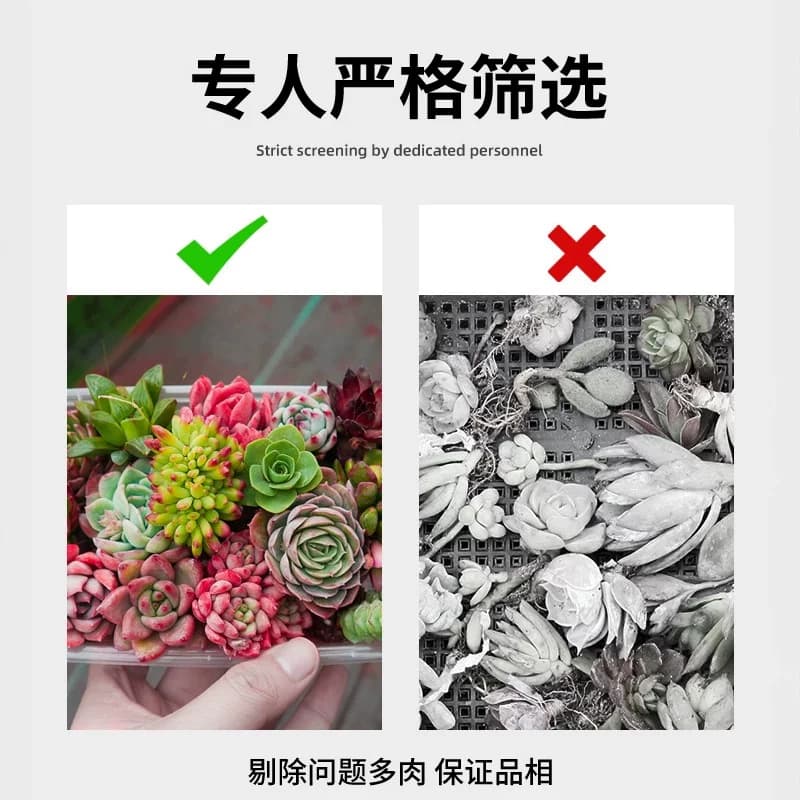 多肉植物室内小盆栽大颗好养绿植物花卉室内外易存活 - 缩略图3