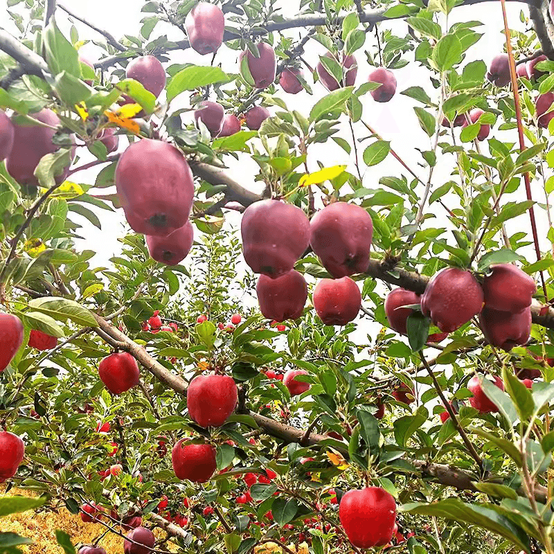 【芭芭农场兑换专享】花牛苹果3斤单果75mm+放置粉面食用最佳 - 缩略图5