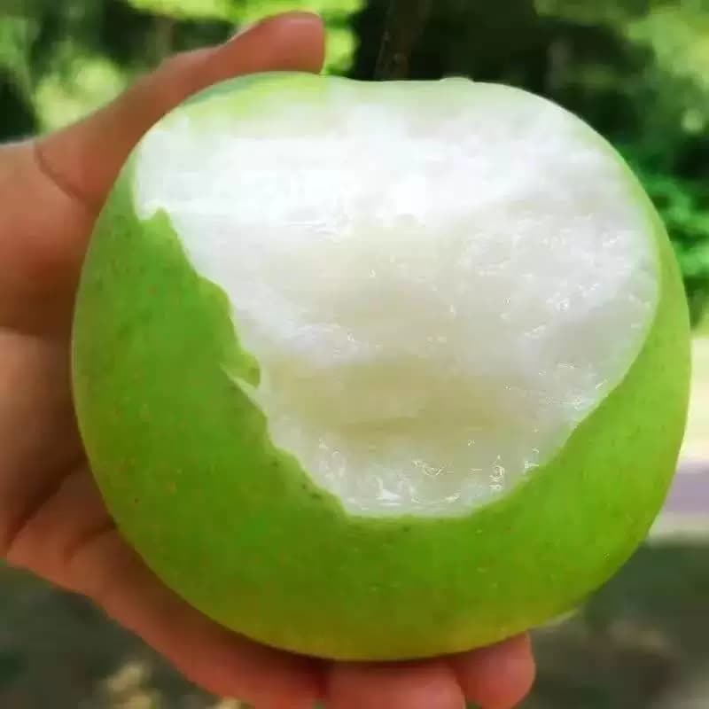 芭芭农场兑换专享青皮蜜梨3斤200g梨子新鲜水果砀山青梨酥脆自提 - 缩略图3
