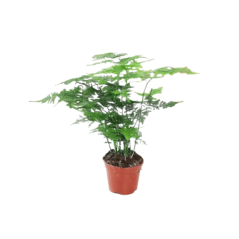 文竹盆栽室内绿植植物大型盆景净化空气四季常青花卉苗好养客厅 - 缩略图5