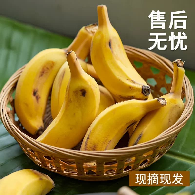 广西小米蕉当季新鲜水果自然熟小香蕉非芭蕉皇帝蕉整箱现摘大果 - 缩略图5