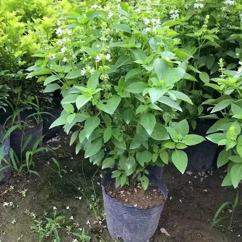 九层塔潮汕金不换苗罗勒叶食用调味香料植物三杯鸡擂茶打抛叶盆栽 - 缩略图3