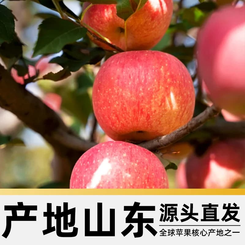 正宗山东烟台栖霞红富士苹果大新鲜水果应当季整箱JD送货丑苹果 - 缩略图4