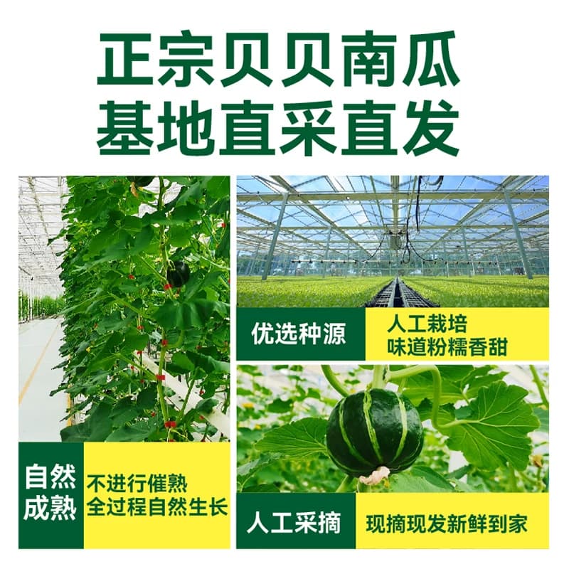 绿行者正宗板栗味贝贝南瓜粉糯香甜小南瓜宝宝辅食真贝贝 - 缩略图3