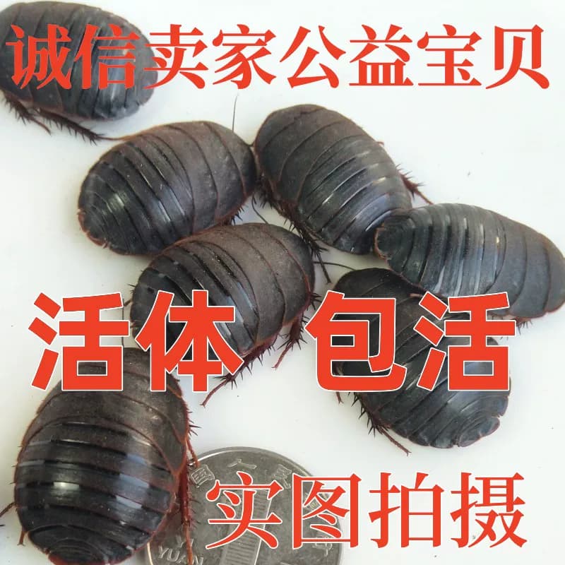 12年老店【包活到家】活土元虫地鳖虫药食两用中药材土鳖500g包邮 - 缩略图2