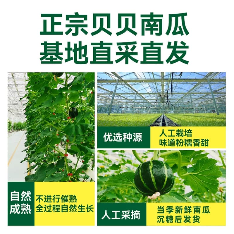 绿行者板栗味贝贝南瓜粉糯香甜正宗辅食代餐小南瓜真贝贝 - 缩略图4