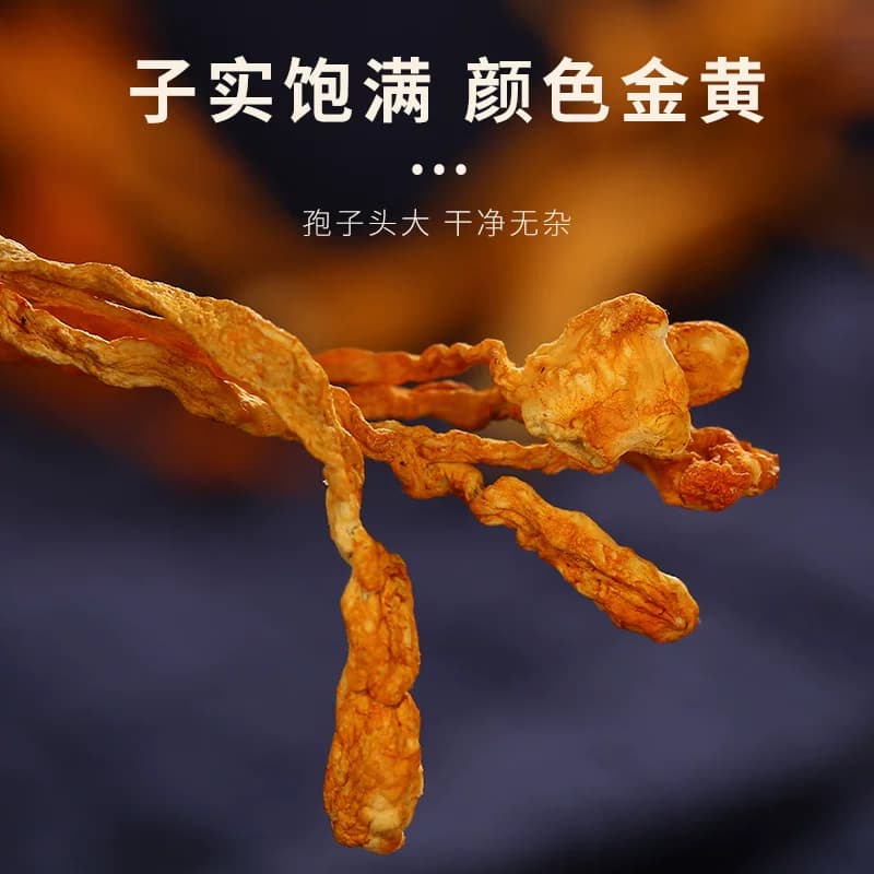 菌益 虫草花干货精选新鲜孢子头北金蛹虫草正品精品罐装 煲汤材料 - 缩略图5