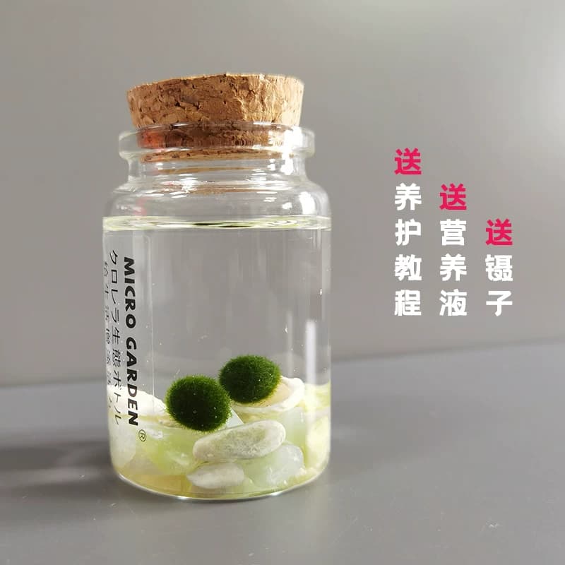 马里莫海藻球marimo生态瓶水培植物 小型迷你苔藓球微景观DIY水草 - 缩略图4