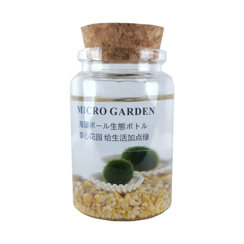 马里莫海藻球marimo生态瓶水培植物 小型迷你苔藓球微景观DIY水草 - 缩略图5