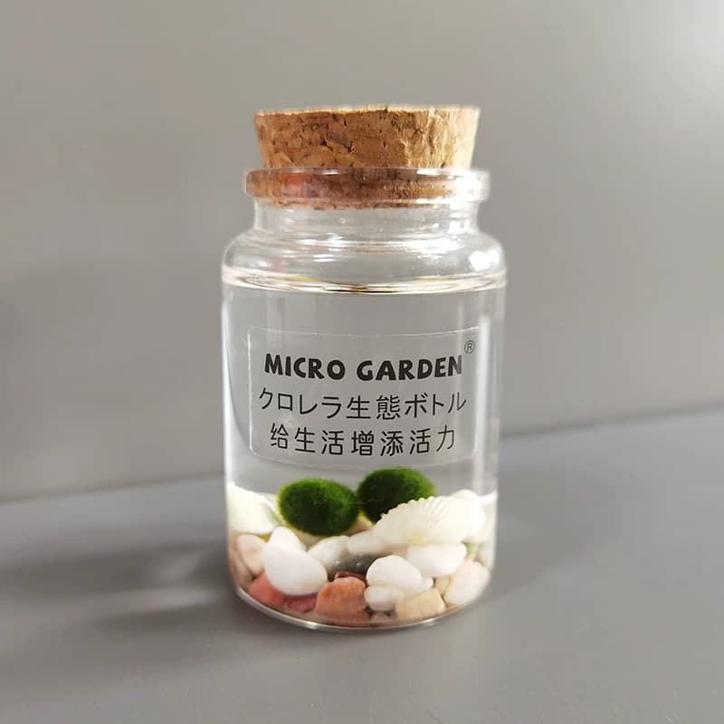 马里莫海藻球marimo生态瓶水培植物 小型迷你苔藓球微景观DIY水草 - 缩略图2