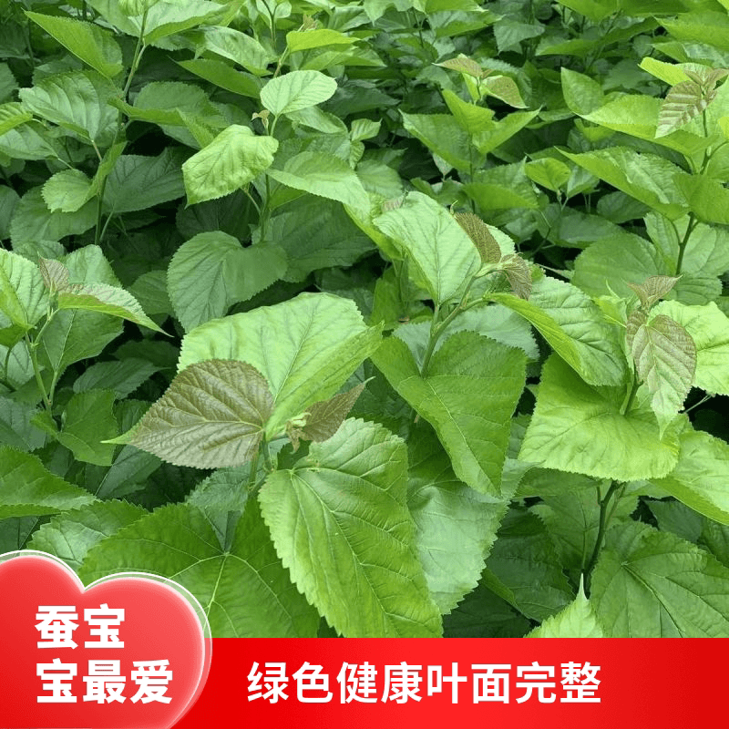 农家新鲜桑食物树叶摘嫩桑叶饲料套装蚕蚕现克蚕宝宝大小桑叶 - 缩略图2