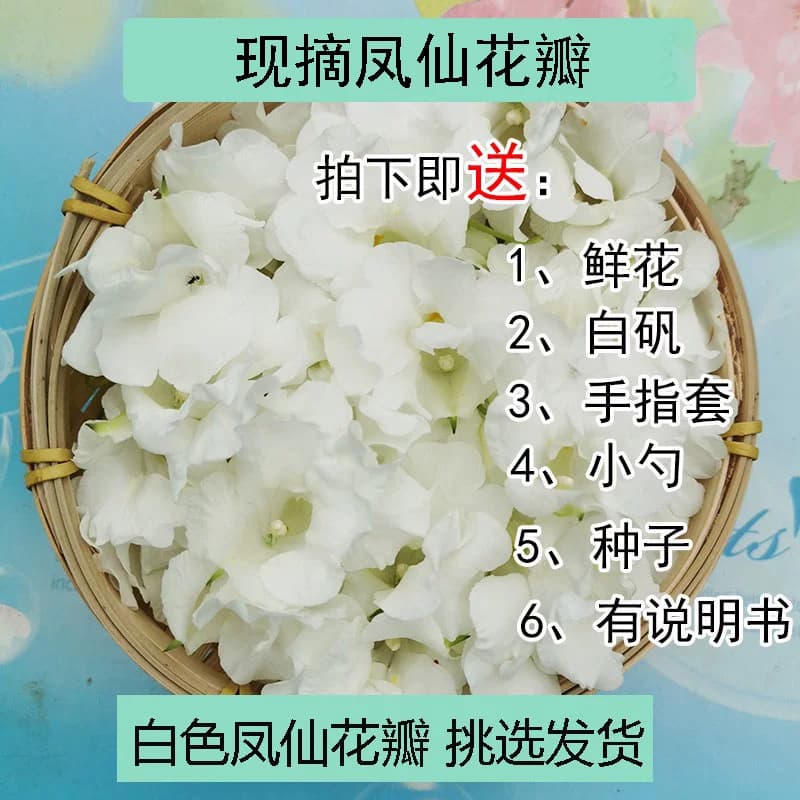 现摘白色凤仙花指甲草花染指甲花红凤仙花鲜花瓣泡醋花粉种苗 - 缩略图4