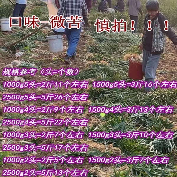 2026年宜兴新鲜大百合5斤3斤1000g宜兴特产现挖农家食用微苦百合 - 缩略图2