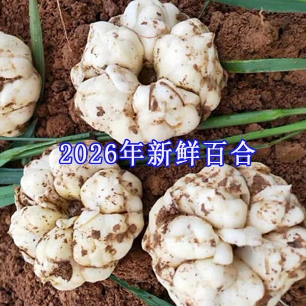 2026年宜兴新鲜大百合5斤3斤1000g宜兴特产现挖农家食用微苦百合 - 缩略图5