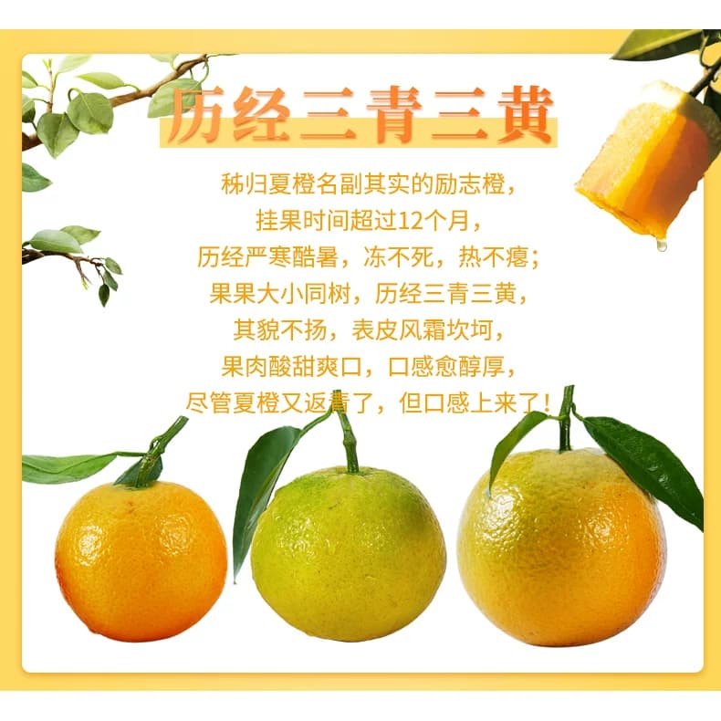 秭归夏橙9斤装榨汁摆摊新鲜水果顺丰当季现摘橙子当季整箱甜橙果 - 缩略图5
