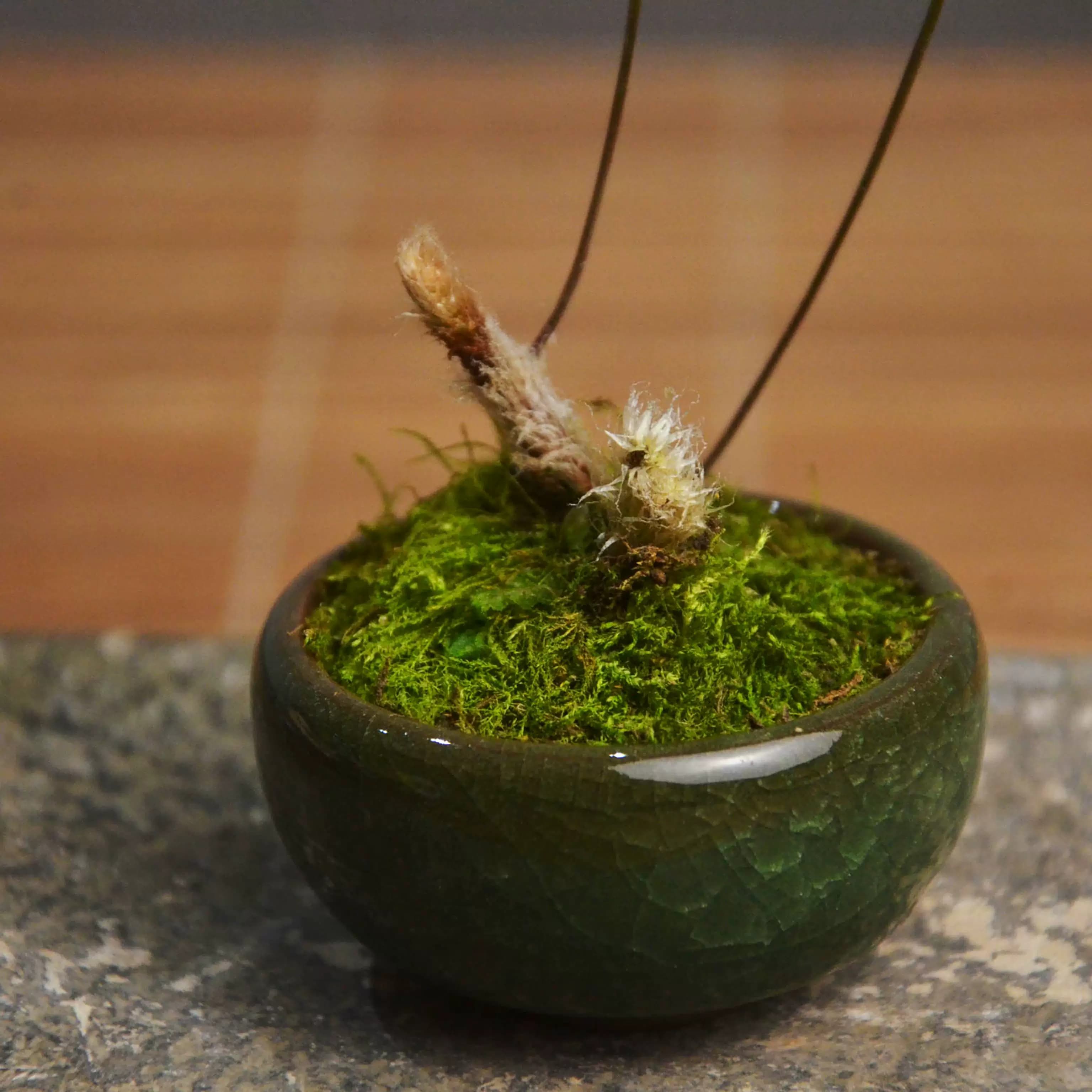 狼尾蕨老桩袖珍椰子菖蒲苔藓易养室内迷你盆栽书桌办公桌茶桌绿植 - 缩略图4