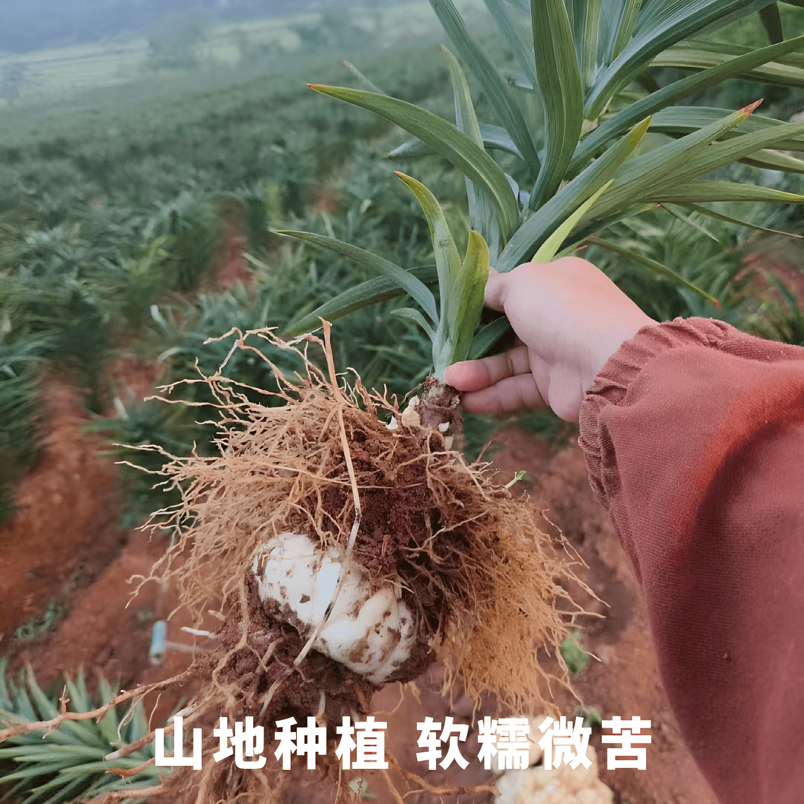 2026现挖宜兴新鲜百合5斤食用微苦2500g农家散装土特产1斤3斤包邮 - 缩略图4