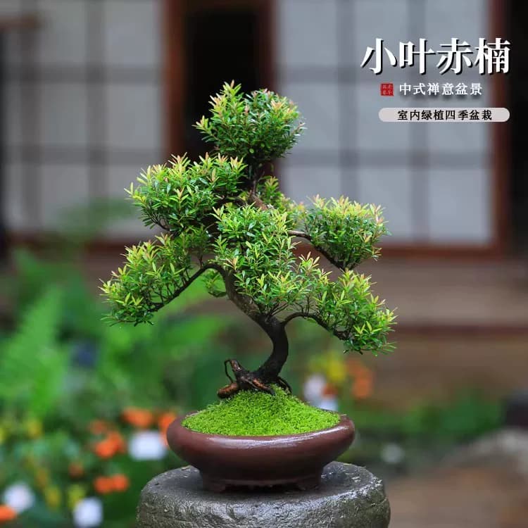 小叶赤楠老桩盆景室内造型植物茶室桌面办公室新中式楠木绿植盆栽 - 缩略图4
