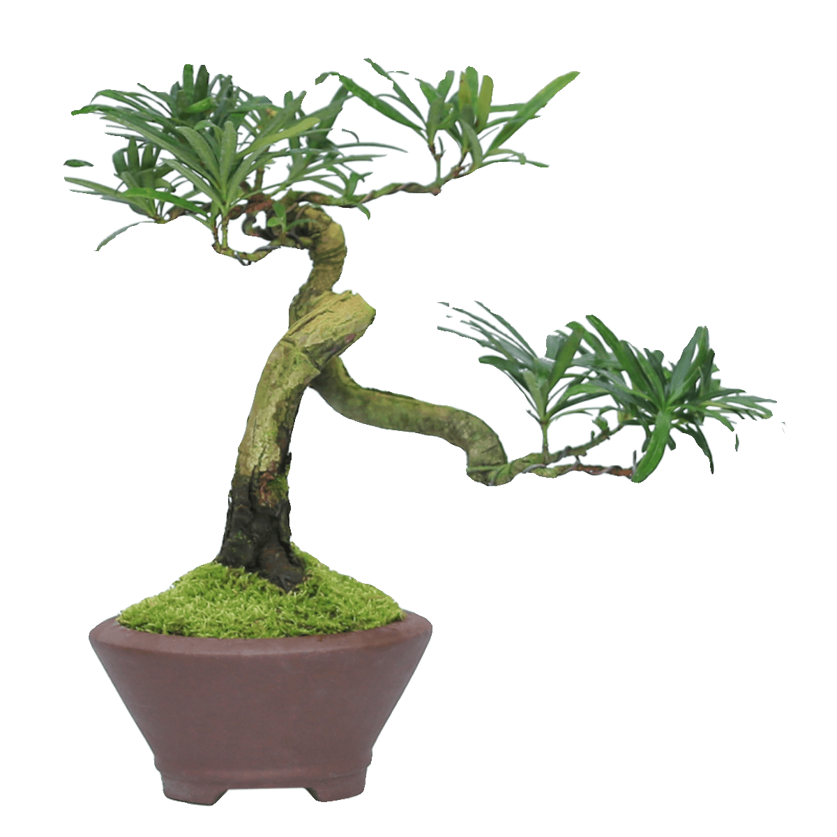矮霸罗汉松盆栽精品庭院高端绿植盆景客厅桌面室内植物一物一拍 - 缩略图5