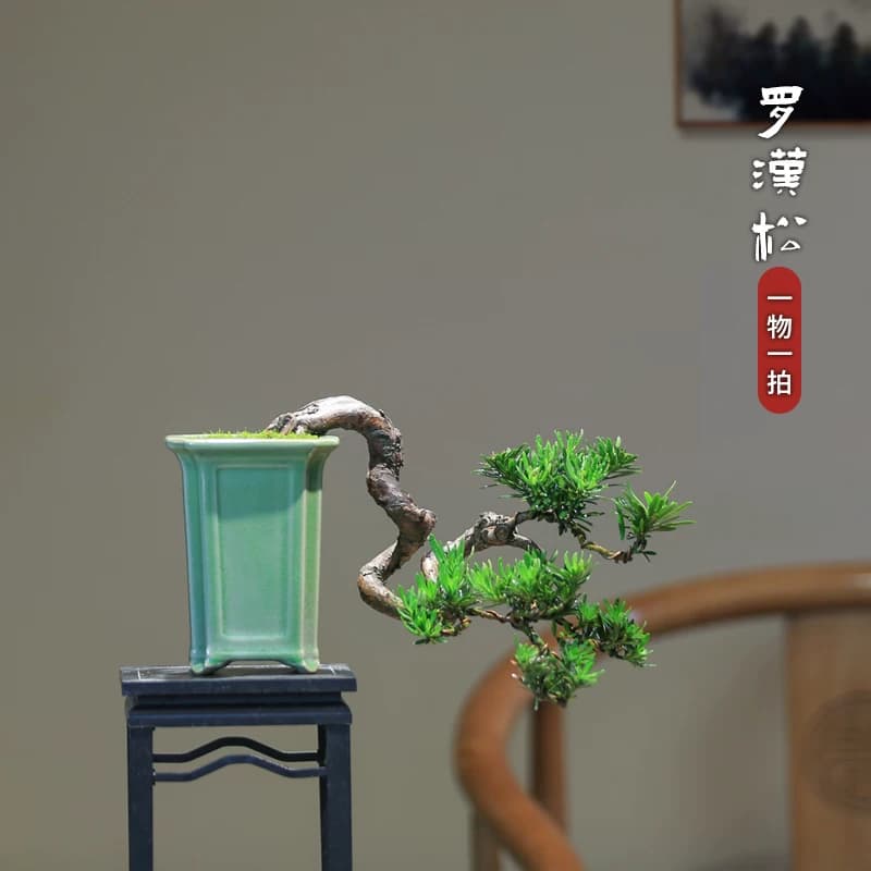 矮霸罗汉松盆栽精品庭院高端绿植盆景客厅桌面室内植物一物一拍 - 缩略图2