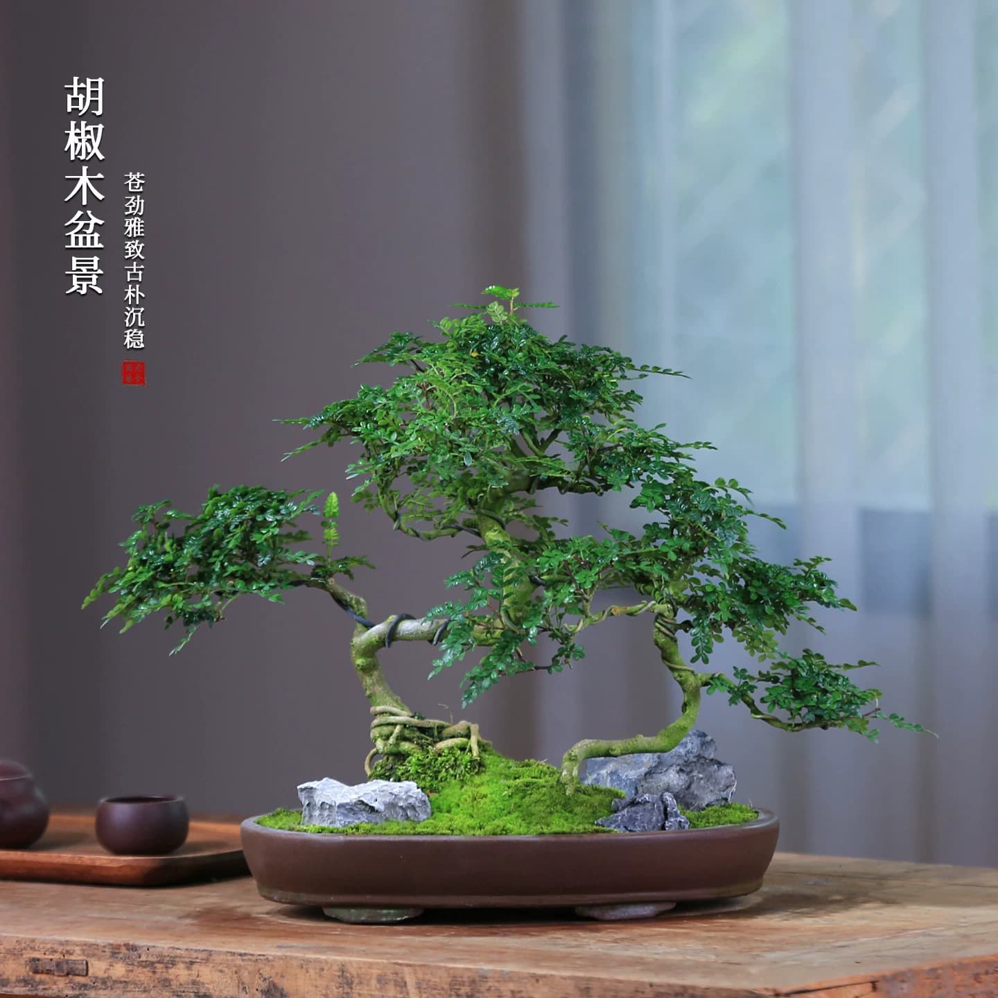 清香型胡椒木盆栽花卉室内驱蚊草植物树苗老桩盆景办公室绿植造型 - 缩略图3
