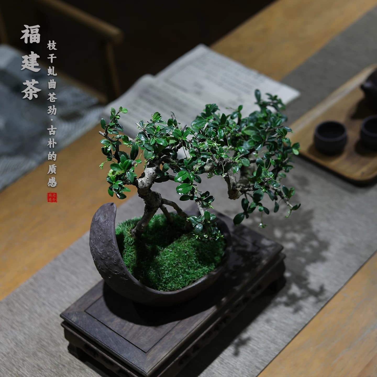 福建茶造型盆景中式古典禅意绿植桌面装饰易养护盆栽茶室客厅植物 - 缩略图5