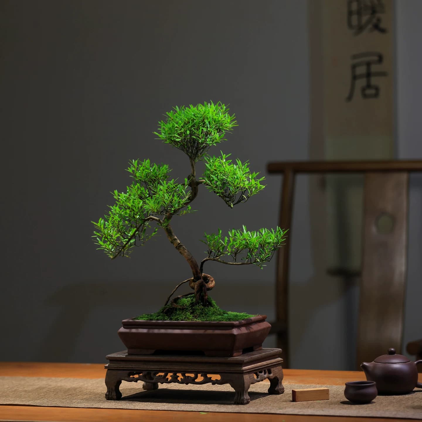 小叶赤楠老桩盆景室内造型植物茶室桌面办公室新中式楠木绿植盆栽 - 缩略图3