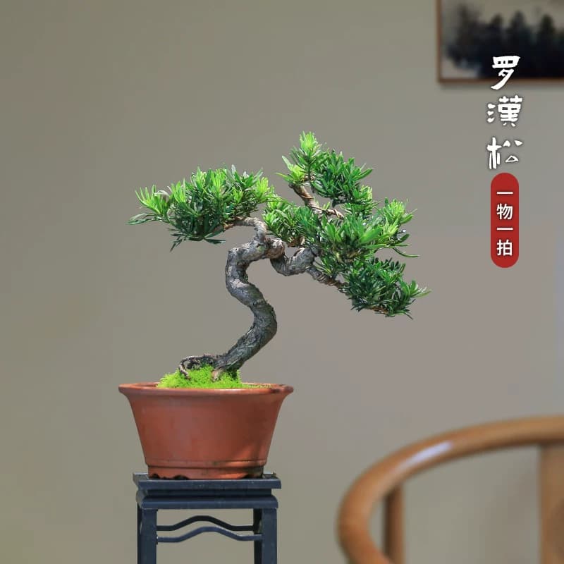 矮霸罗汉松盆栽精品庭院高端绿植盆景客厅桌面室内植物一物一拍 - 缩略图3