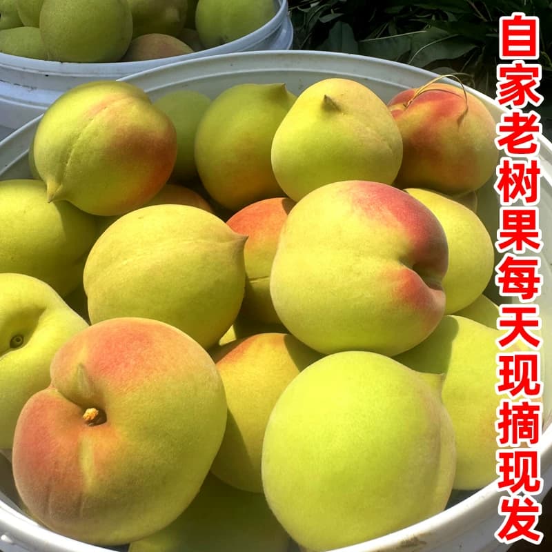 【发顺丰】正宗广东河源连平上坪鹰嘴蜜桃脆甜新鲜水果水蜜毛桃子 - 缩略图3