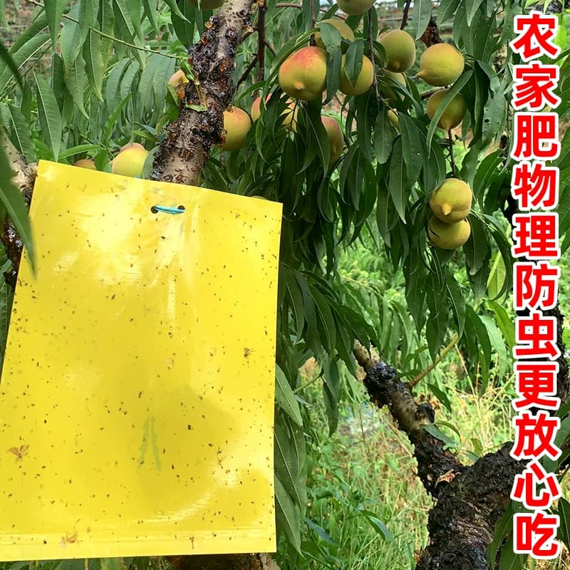 【发顺丰】正宗广东河源连平上坪鹰嘴蜜桃脆甜新鲜水果水蜜毛桃子 - 缩略图5