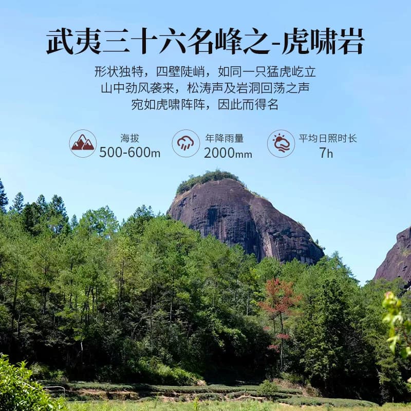 孝文家茶【虎啸岩肉桂】携山名岩荟萃武夷山茶叶肉桂岩茶 4泡装 - 缩略图5