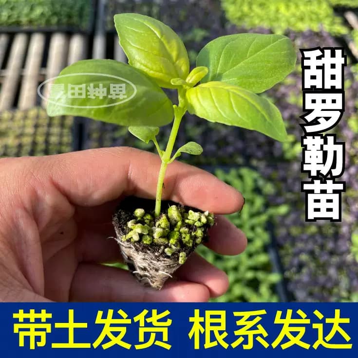 食用香料大叶甜罗勒苗秧紫罗勒金不换九层塔种子阳台观赏盆栽芳香 - 缩略图3
