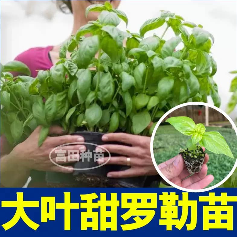 食用香料大叶甜罗勒苗秧紫罗勒金不换九层塔种子阳台观赏盆栽芳香 - 缩略图2