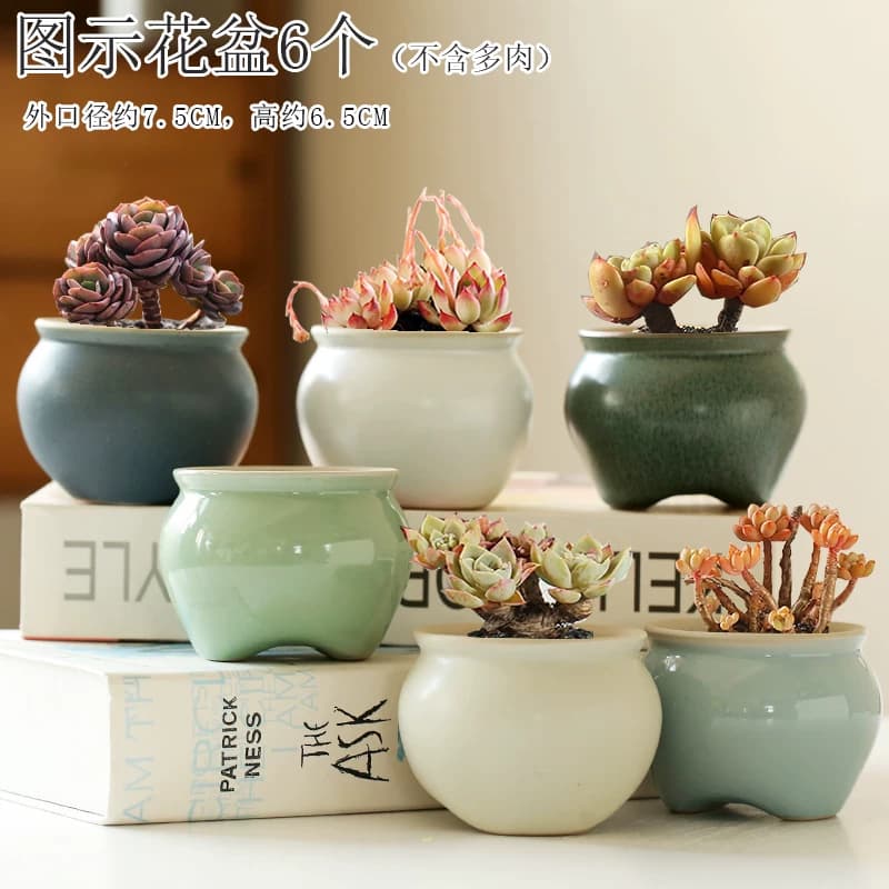 句号植物多肉花盆陶瓷特价室内肉肉清仓大口径拼盘小号小花盆粗陶 - 缩略图2
