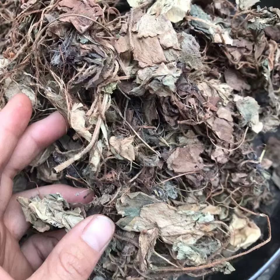 秦岭深山虎耳草干货石荷叶金线吊芙蓉老虎耳老虎草虎儿草天然无硫 - 缩略图3