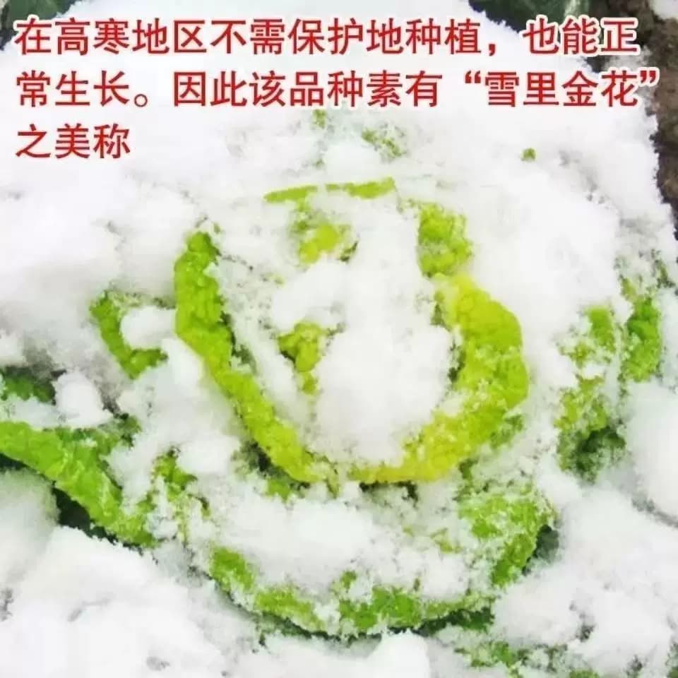 正宗黄心乌耐寒耐新鲜黄心乌塌菜正宗心四季蔬菜秋冬季阳台 - 缩略图4