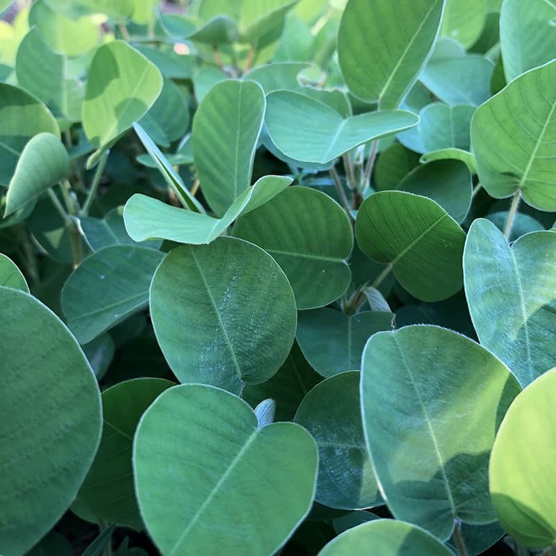 广西农村正宗金钱草药用金钱草苗绿植 药材苗盆栽菜苗 带土发货 - 缩略图5