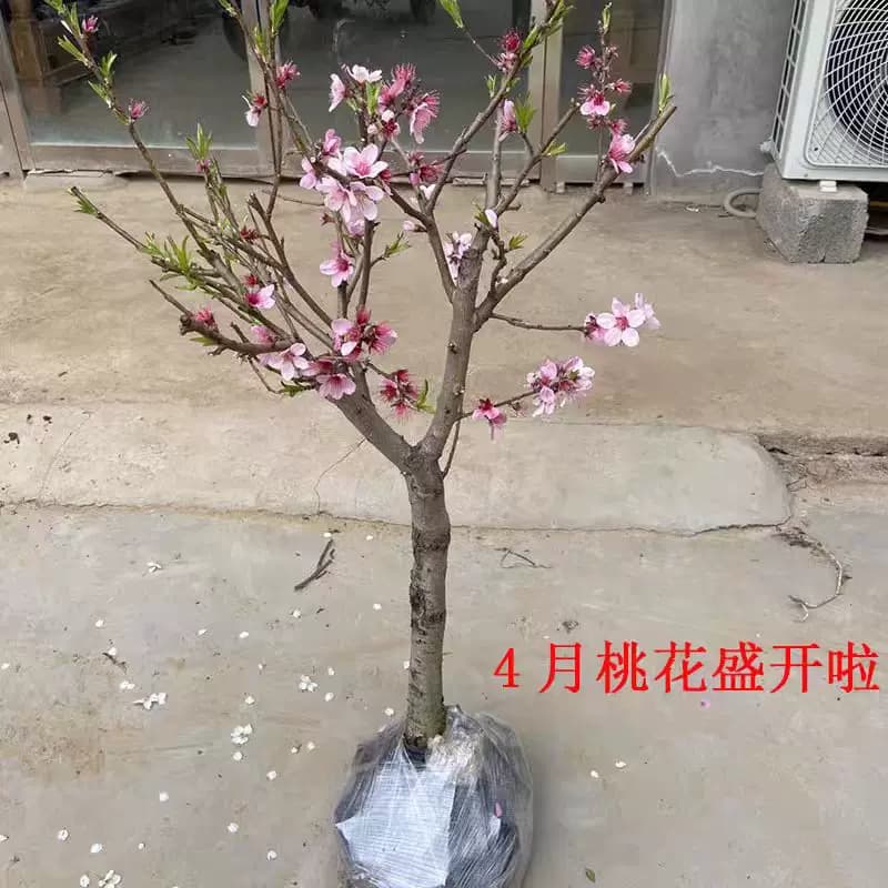 大桃树果苗黄桃水蜜桃冬桃红油桃树南北方种植当年结果嫁接桃子苗 - 缩略图3