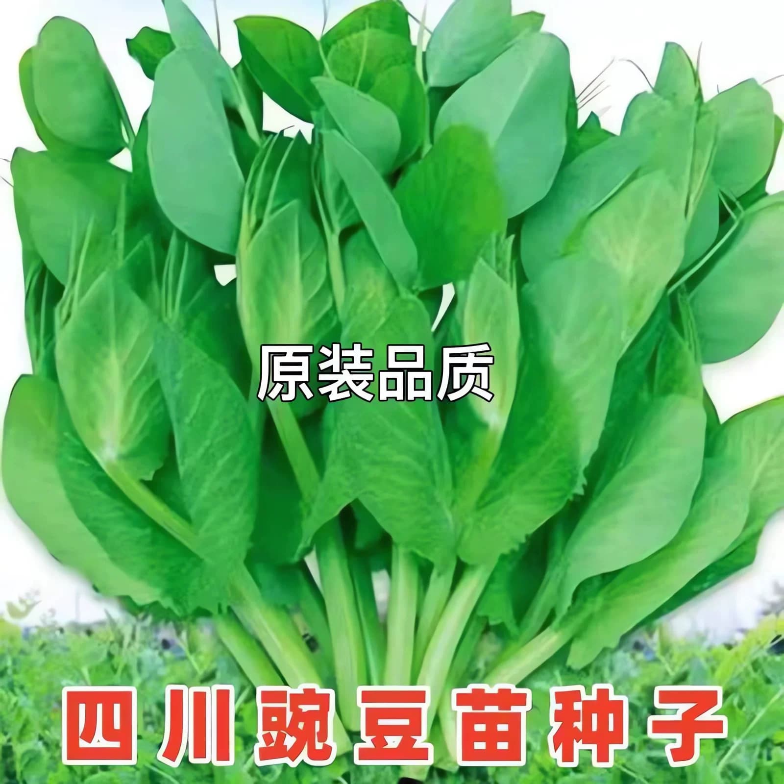 大叶无须豌豆苗种子豌豆尖吃苗四季阳台盆栽芽苗菜秋冬季蔬菜种子 - 缩略图3