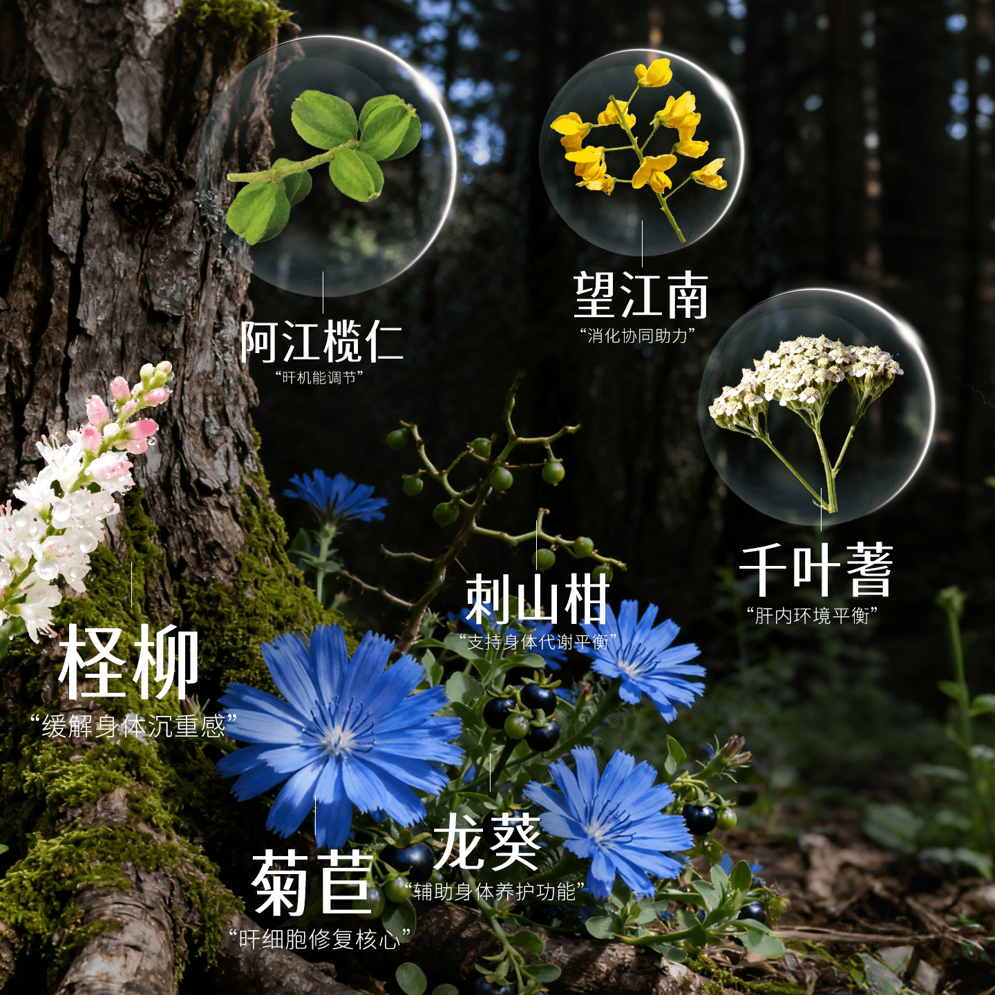 Himalaya喜马拉雅护肝片Liv.52DS解酒熬夜养肝非水飞蓟奶蓟草B - 缩略图3