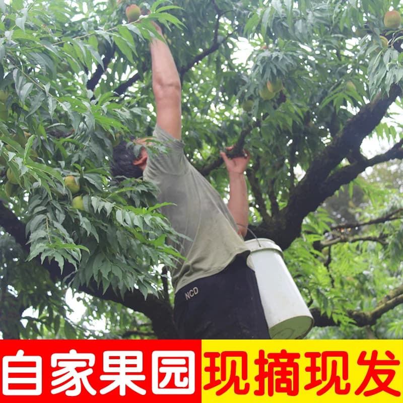 【顺丰快递包邮】正宗广东河源上坪中村鹰嘴蜜桃应季鲜果现摘脆桃 - 缩略图4