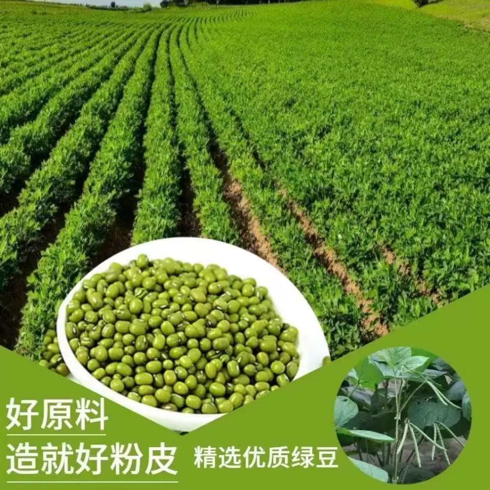 纯手工绿豆粉皮濮阳特产纯绿豆圆粉皮农家自制粉皮丝炖菜凉菜凉拌 - 缩略图4