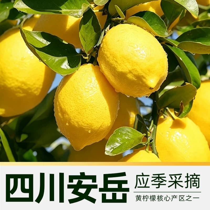 【芭芭农场】正宗四川安岳黄柠檬尤力克精选新鲜水果奶茶店专用 - 缩略图3