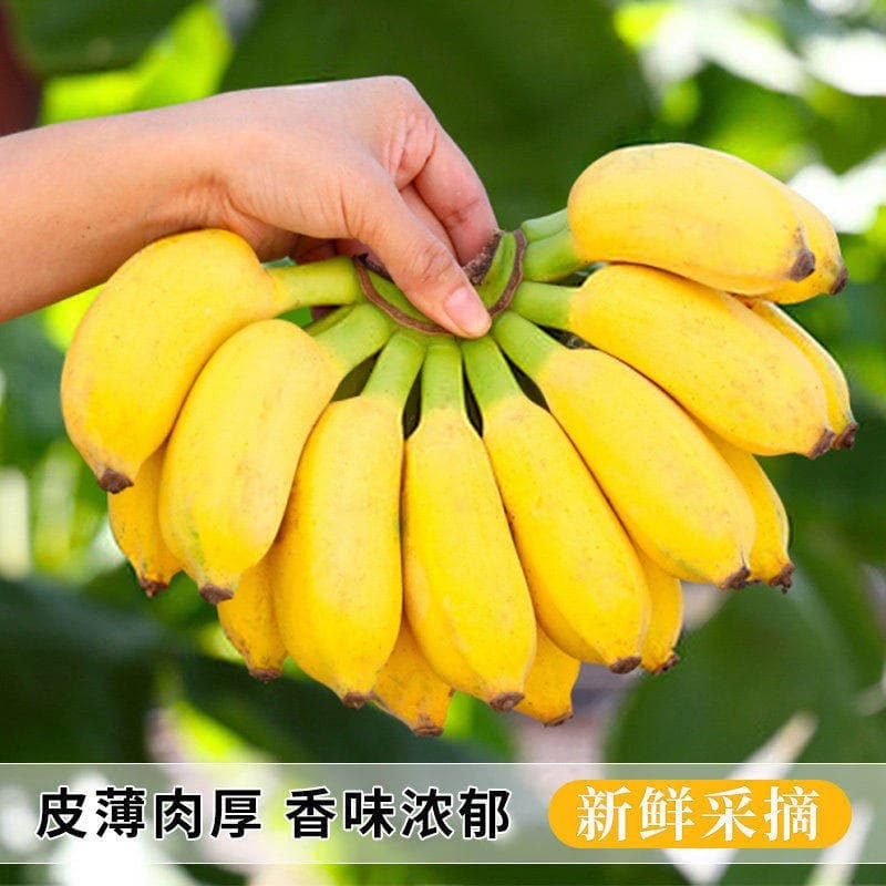 广西小米蕉当季新鲜水果自然熟小香蕉软糯香甜非芭蕉皇帝蕉整箱 - 缩略图4